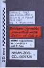 Etiketten zu Hypnoidus parallelocollis (NHMW-ZOO-COL-0007420)